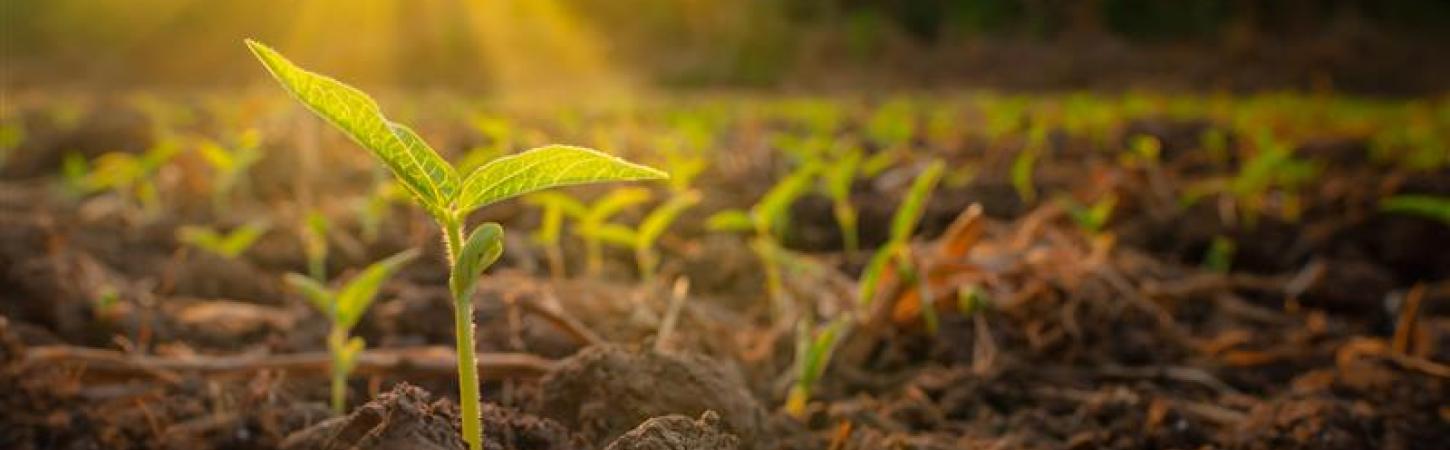 Agricultura regenerativa, más allá de la superficie