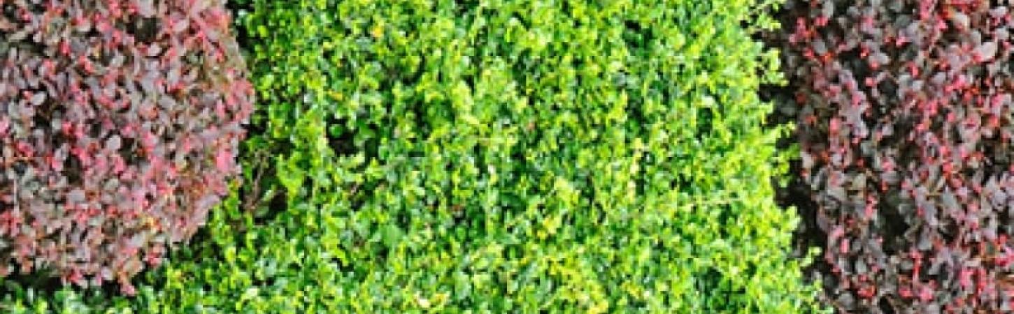 Макробіотична дієта