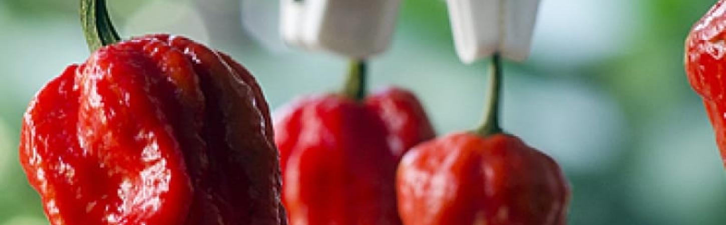 Оцінка пекучості перців