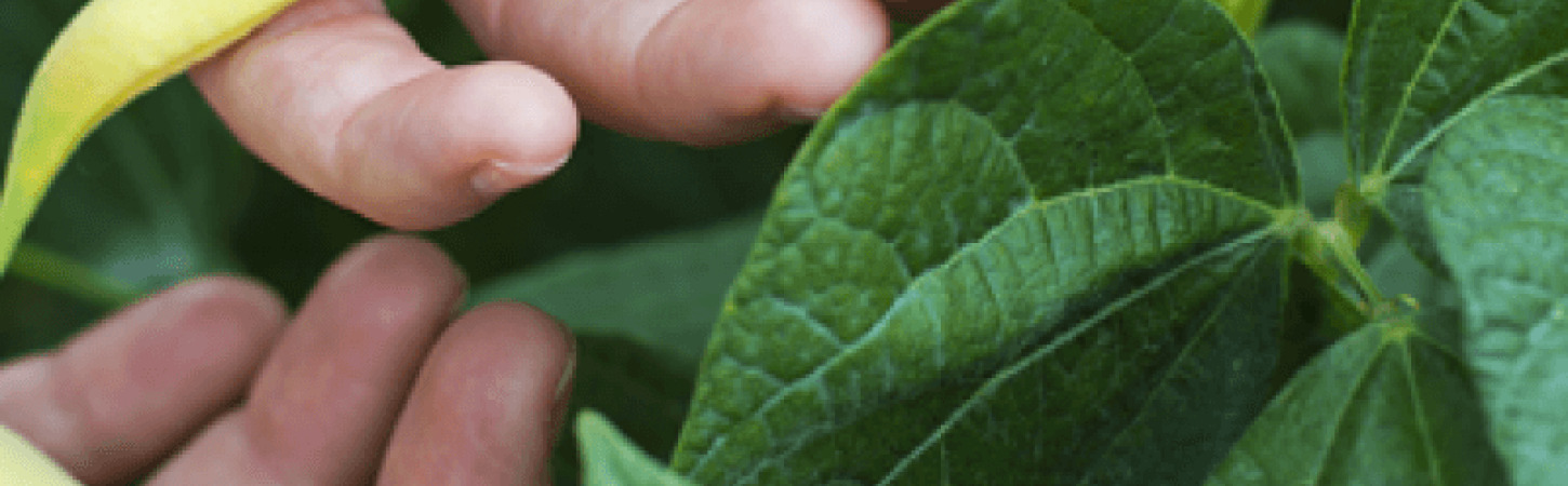 Квасоля для здоров’я