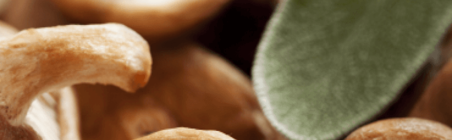 Таємниці смачних грибів