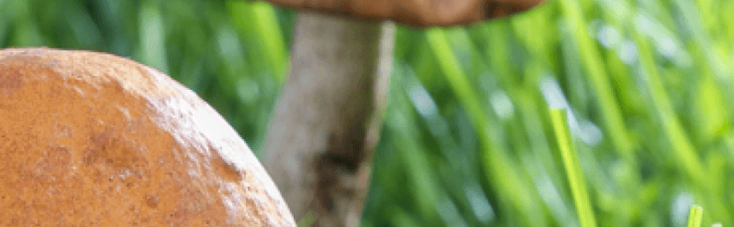 Велика сила грибів