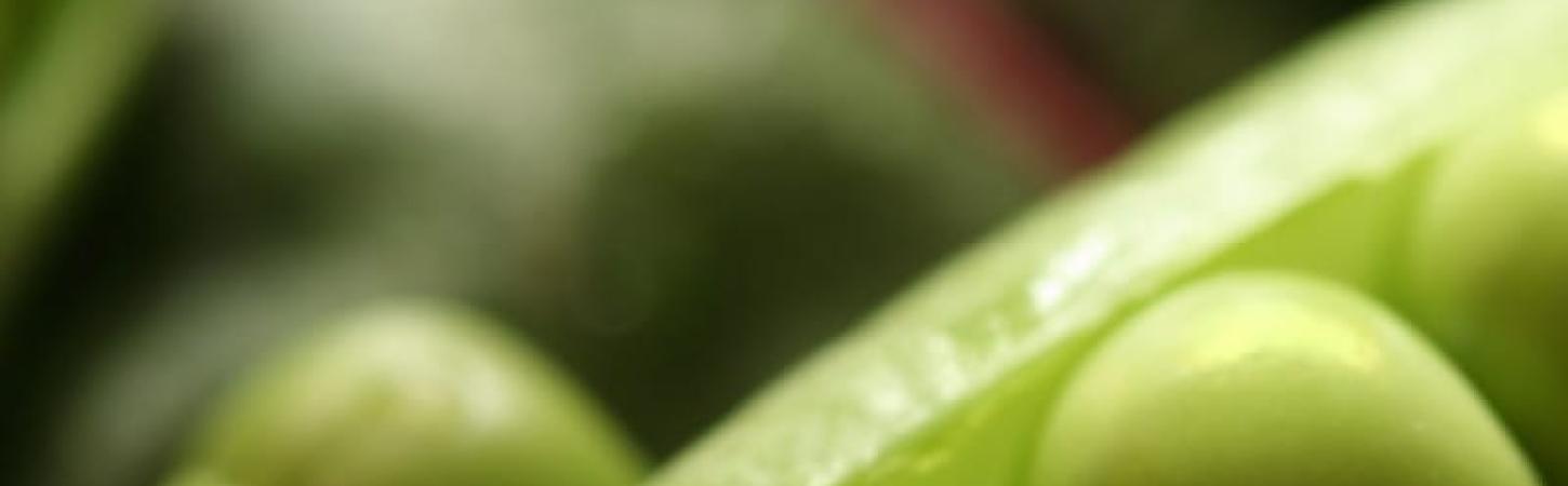 Зелений горошок – королівська їжа