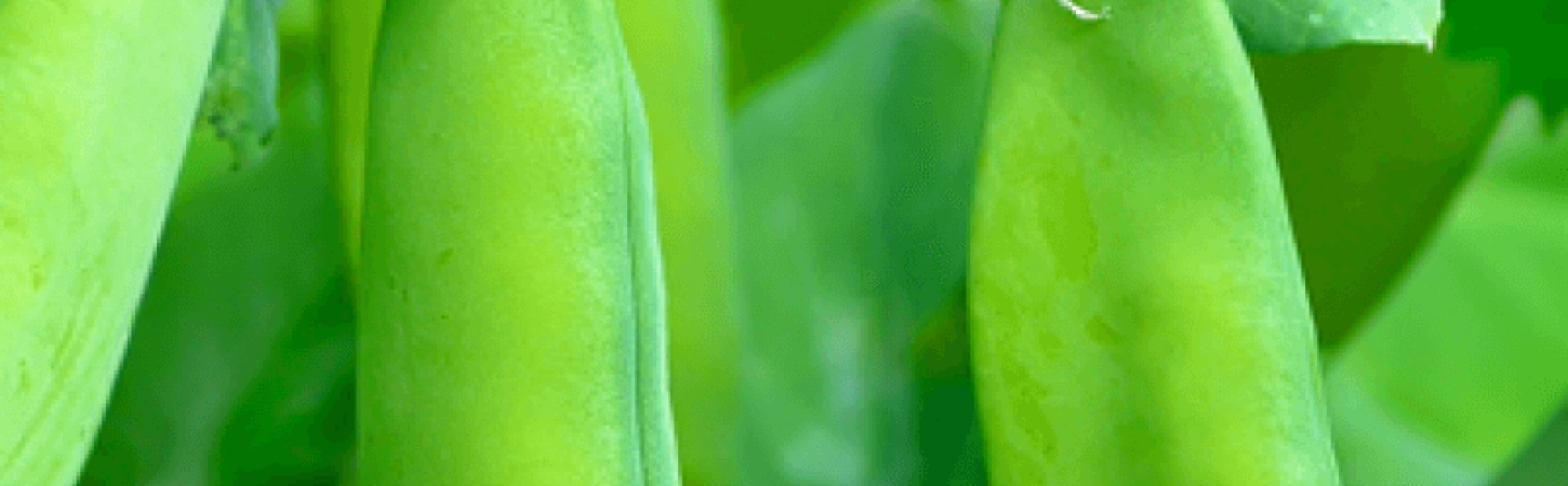 Зелений горошок – кульки, наповнені здоров’ям