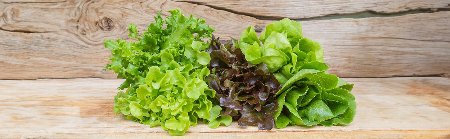 Tipi di insalata e le famiglie botaniche