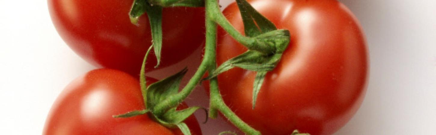 7 consigli per coltivare i pomodori