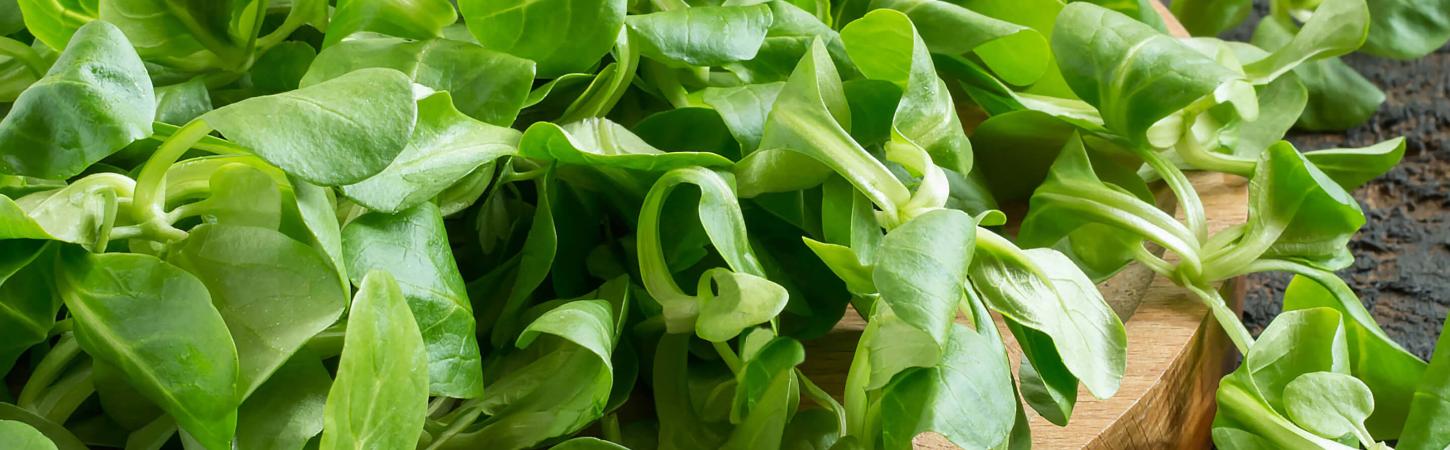 Alles Wissenswerte über den Feldsalat