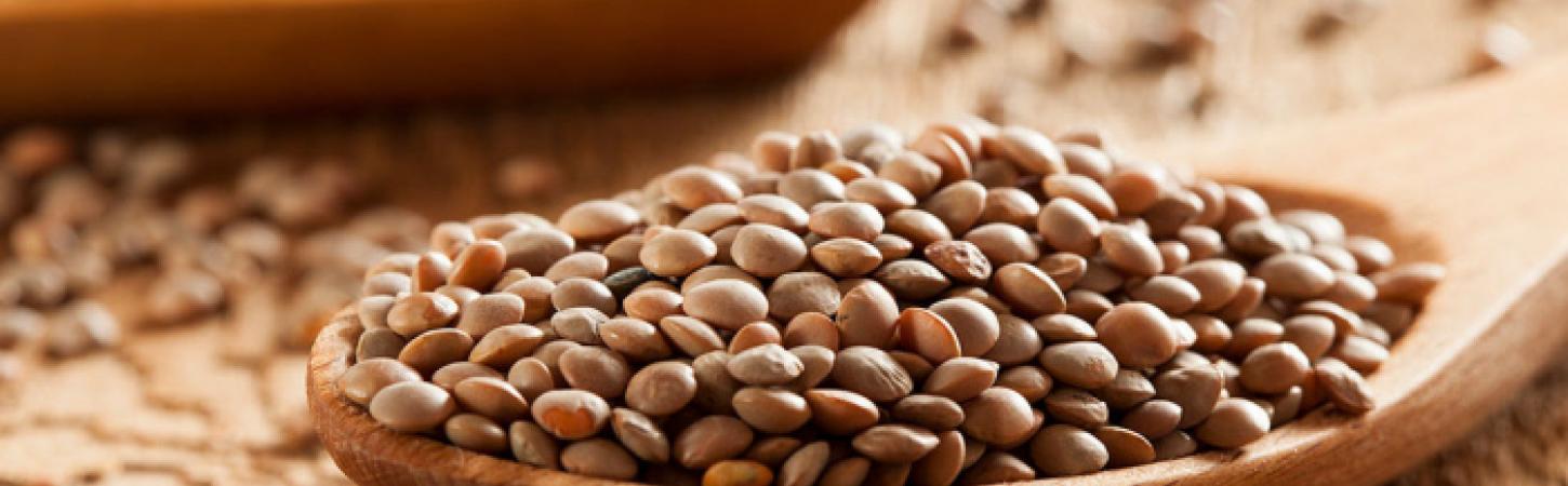  Alimenti per la concentrazione nello studio: le 3 piante che favoriscono la concentrazione