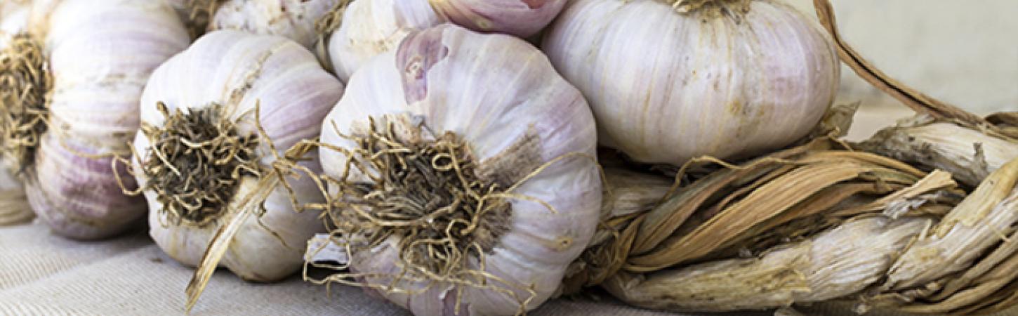 Aglio: proprietà, benefici e come cucinarlo
