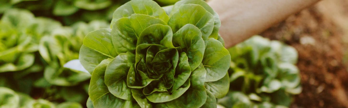 Savez-vous tout sur les salades prêtes à déguster ?