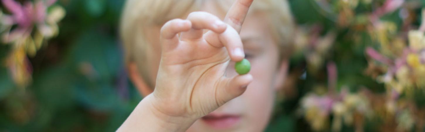 Was versteht man unter Lachanophobie?