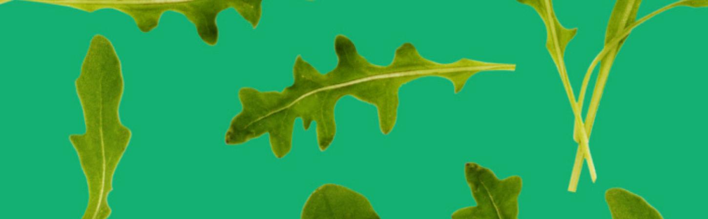Rucola-Variationen