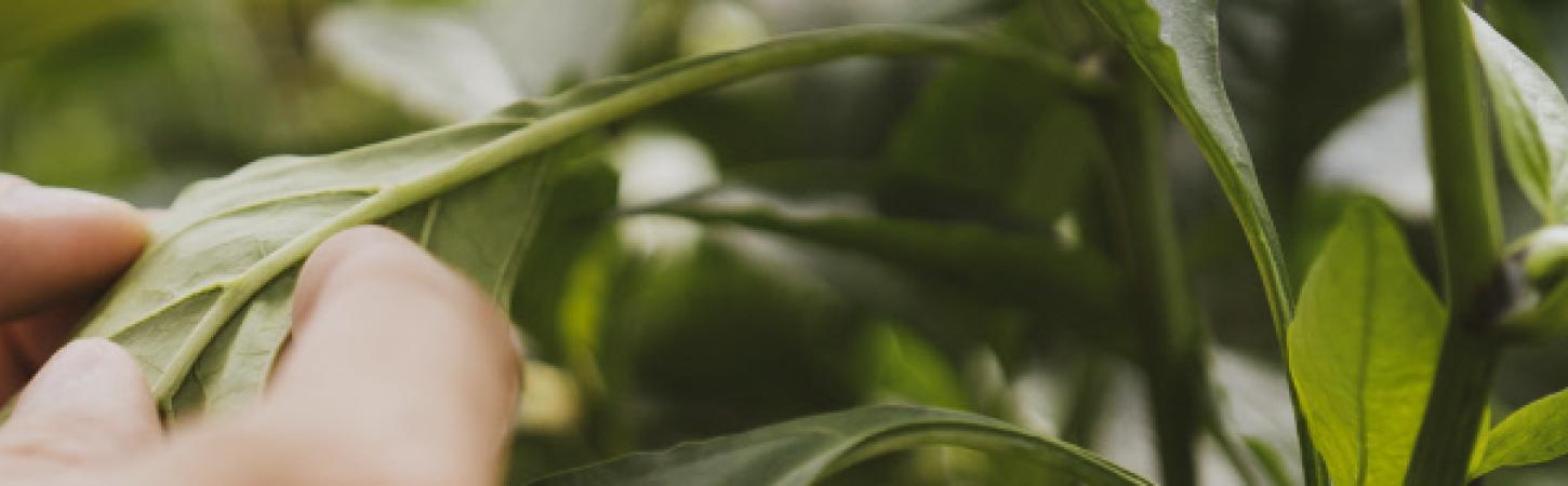 Vorbereitung der Herbsternte: Es wird Zeit, loszulegen!