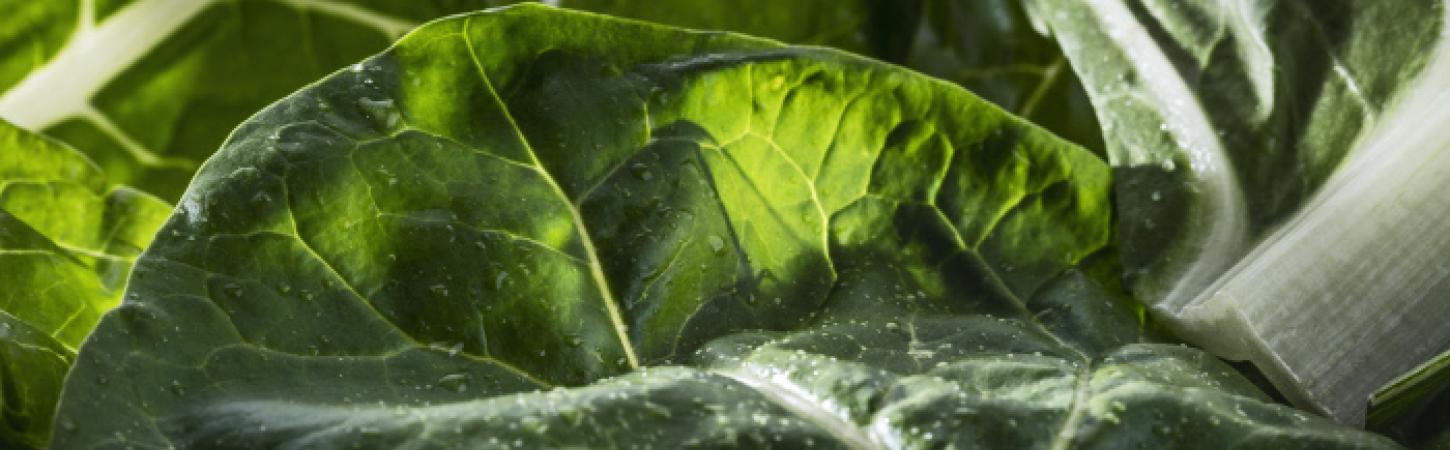 Bietola da costa: proprietà, benefici e come cucinarla