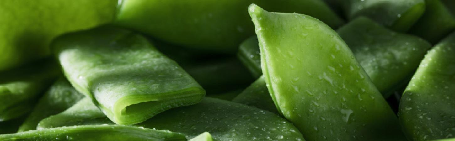 O feijão-verde, perfeito para pratos quentes e frios