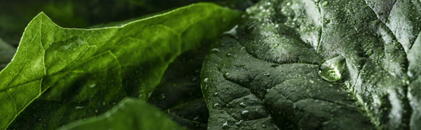Espinacas