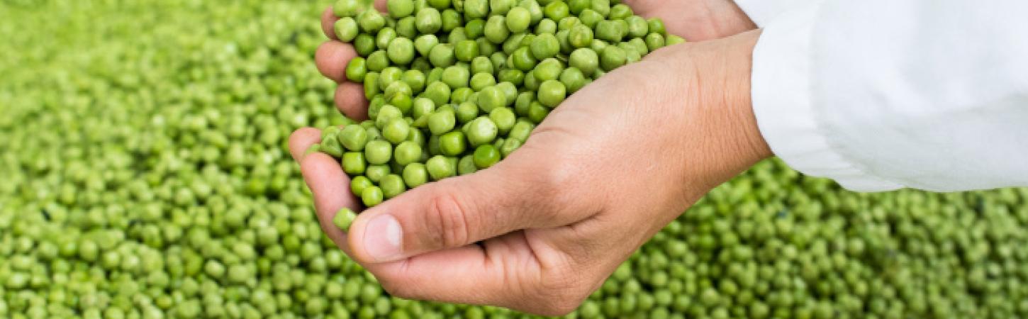 La sélection des légumes chez Bonduelle