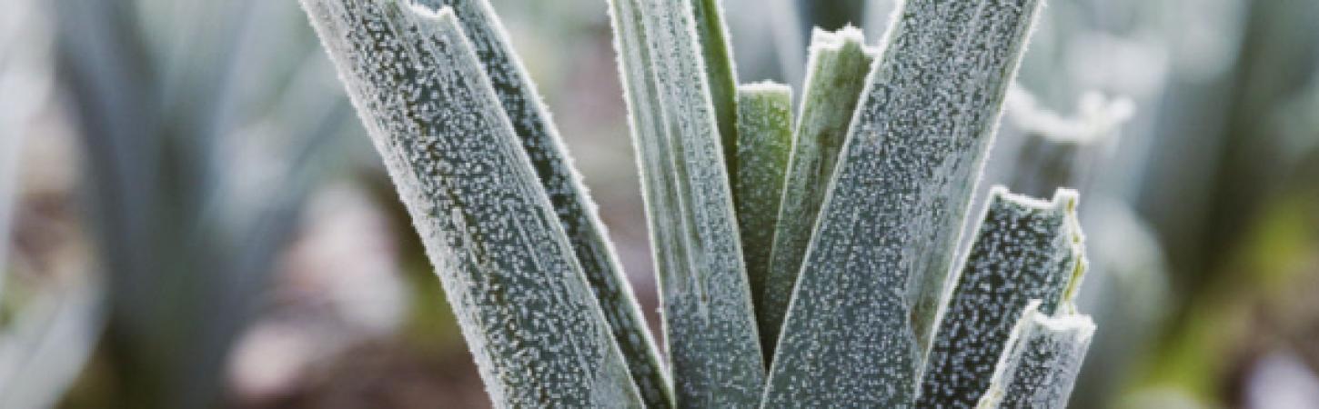 Como preparar o solo da horta para o inverno