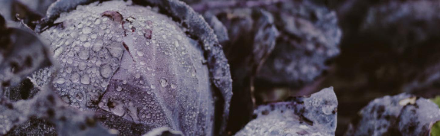 4 astuces pour bien préparer son jardin à passer l’hiver