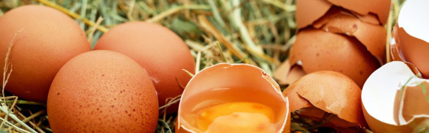 Engagement sur les oeufs alternatifs 