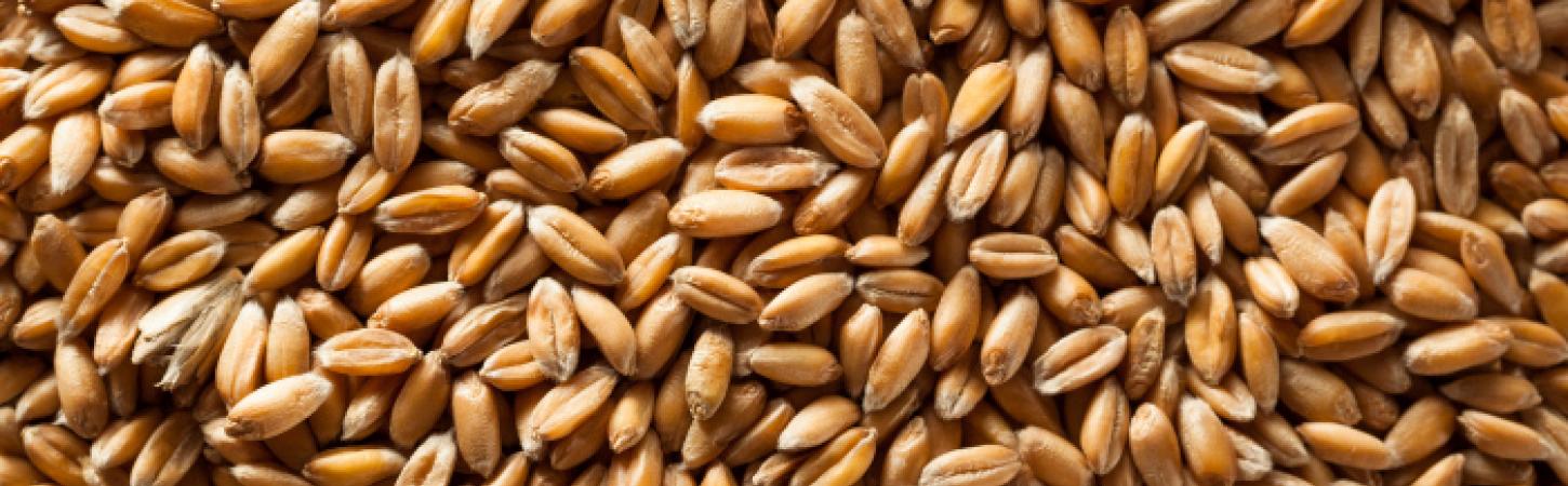Espelta, beneficios y propiedades