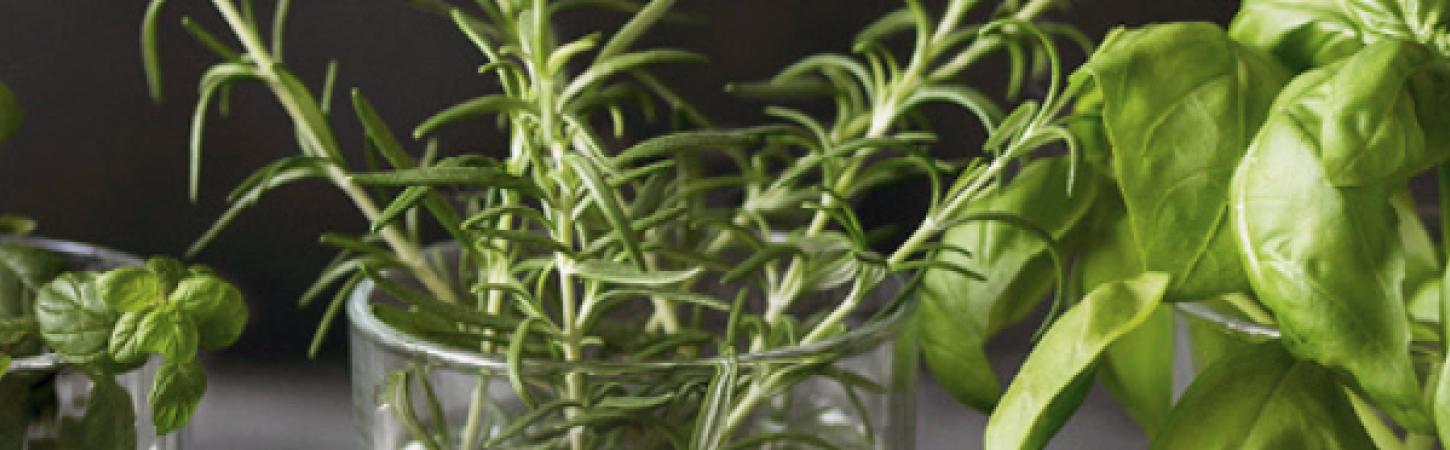 Cultiver des plantes aromatiques chez soi 