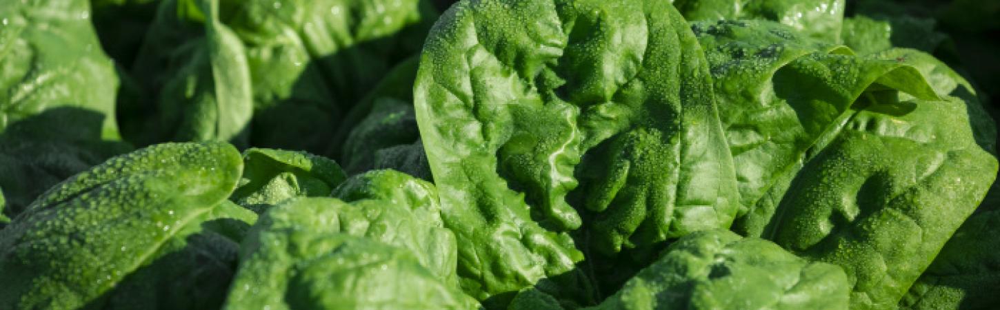 Verdure che contengono ferro: quali sono, ricette e curiosità