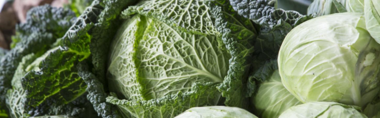 Cavolo cappuccio: proprietà, benefici e come cucinarlo
