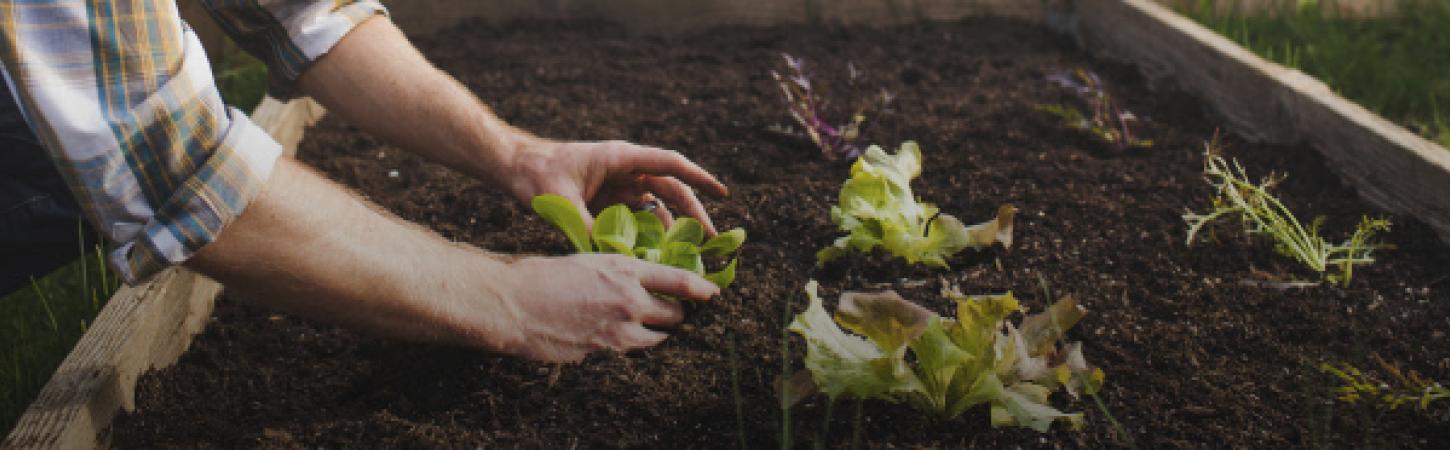 Bonne résolution : cette année, je jardine !