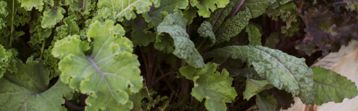 Préparer le plan de potager