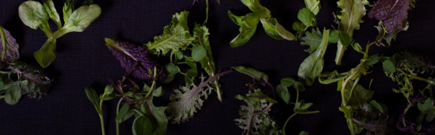 Mesclun/jeunes pousses : comment ça pousse ?