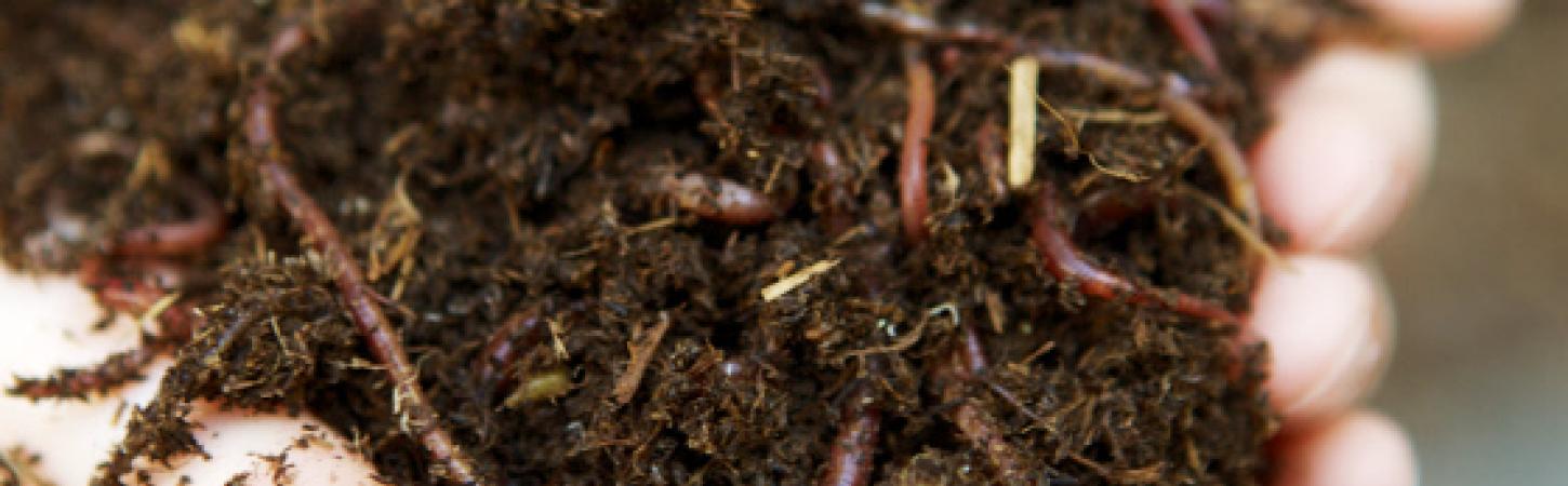Compost: cosa mettere e cosa non mettere