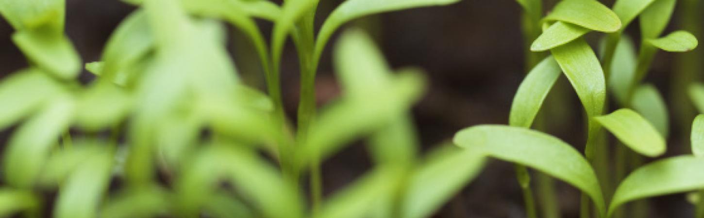 Come fare il compost per il tuo giardino