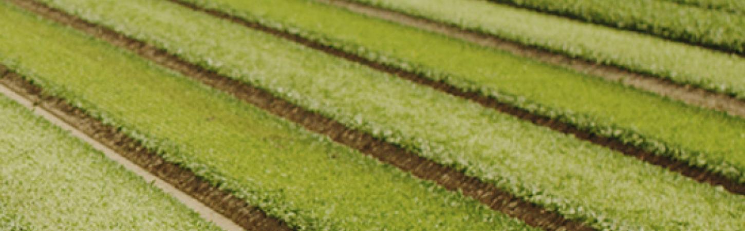 La mâche, salade star de l’hiver : comment ça pousse ?