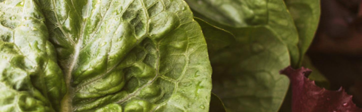 Come conservare al meglio le verdure