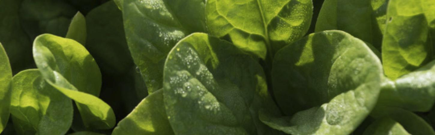 Nutri-Score