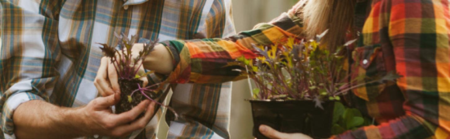 Daržovių deriniai darže