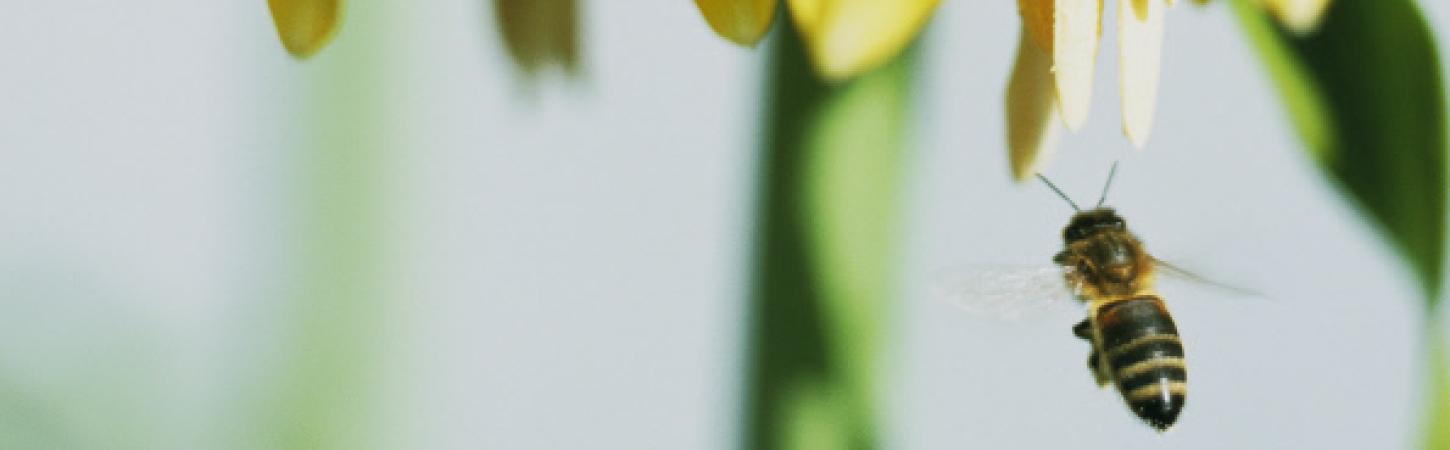5 façons de participer à la préservation des abeilles 