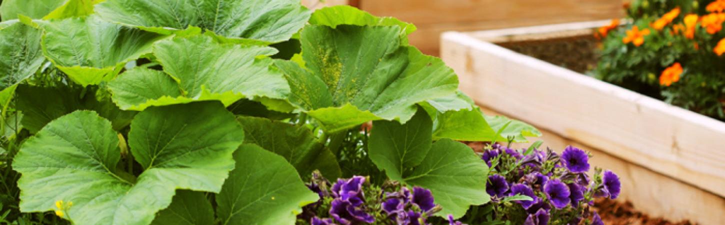 How to naturally get rid of aphids? 