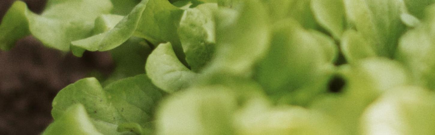 5 techniques naturelles pour désherber
