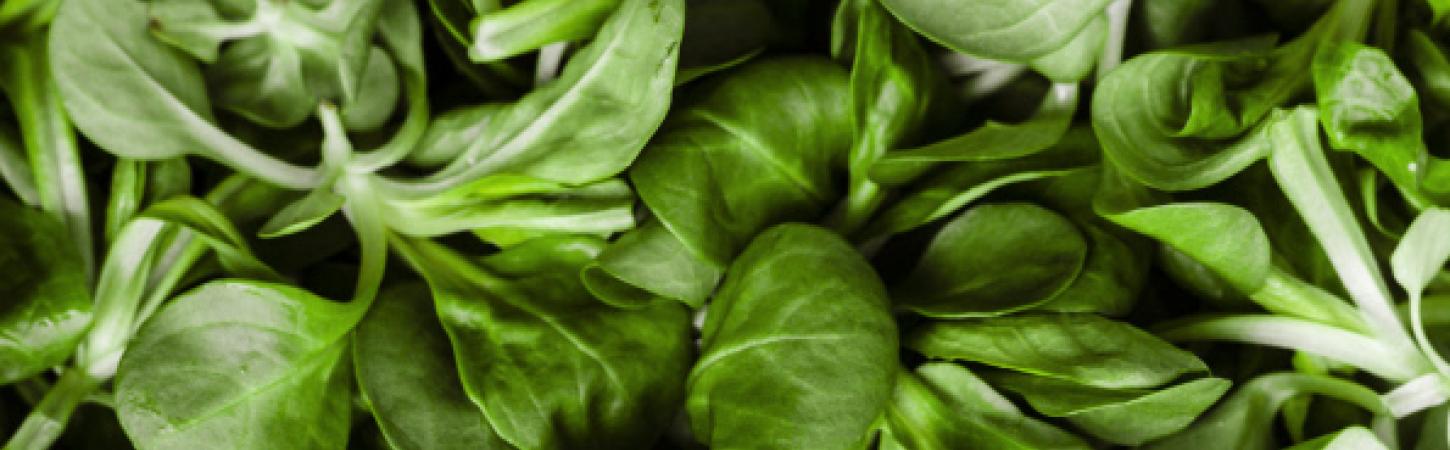 Les salades prêtes à croquer ont-elles encore des secrets pour vous ?
