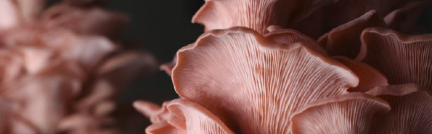 Cultiver des champignons à la maison