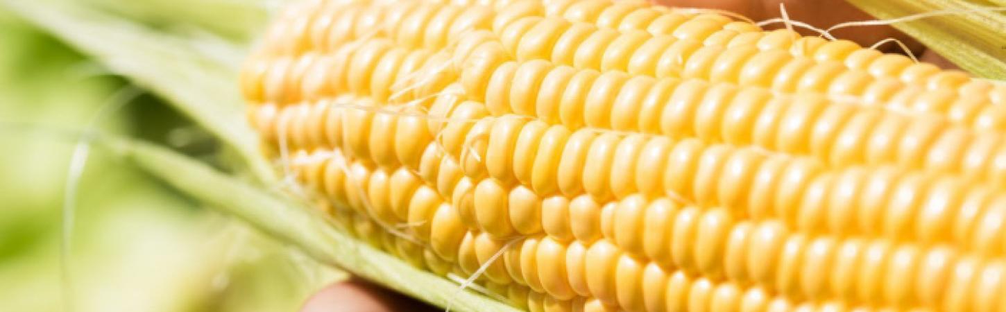 El cultivo responsable de maíz, clave para el planeta
