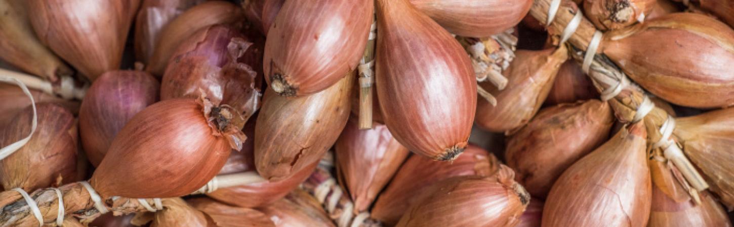 Scalogno: proprietà, benefici e come cucinarlo