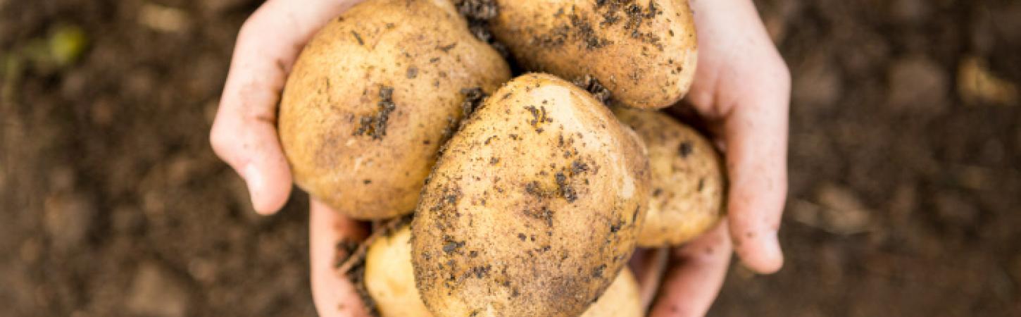 ¿Cómo guardar las patatas peladas?