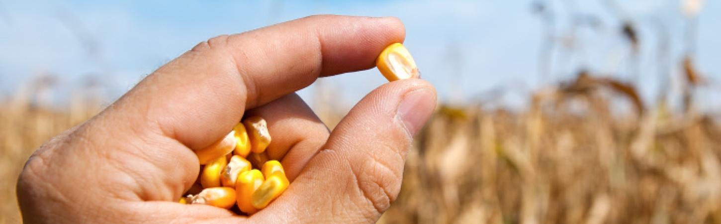 Perime pa tepricë pesticidesh