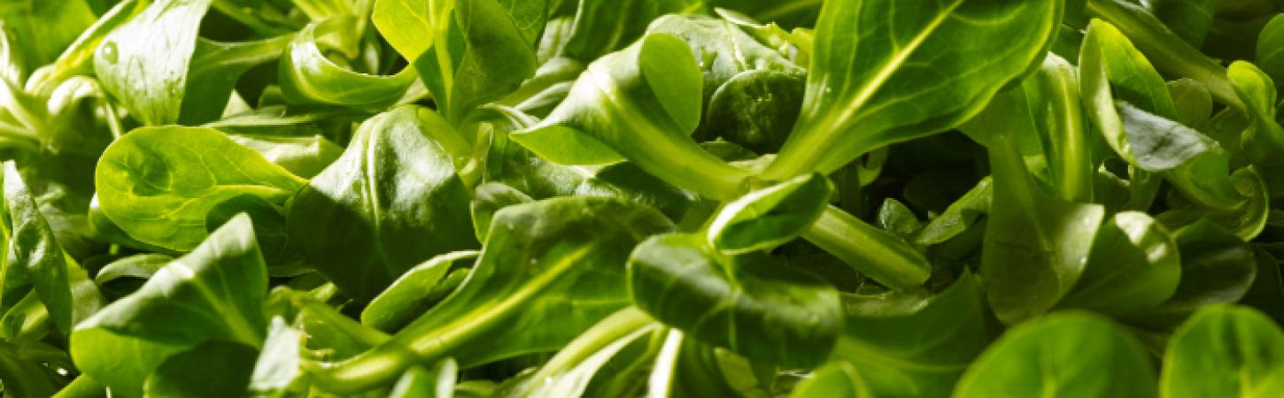 Songino: proprietà, benefici e come cucinarlo