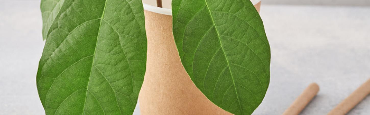 Tutto quello che c’è da sapere sulle cannucce compostabili