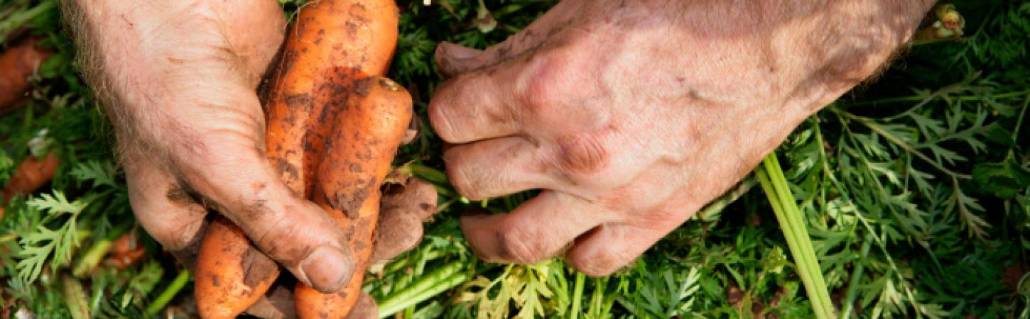 Les légumes sans résidu de pesticides, ça veut dire quoi ? 
