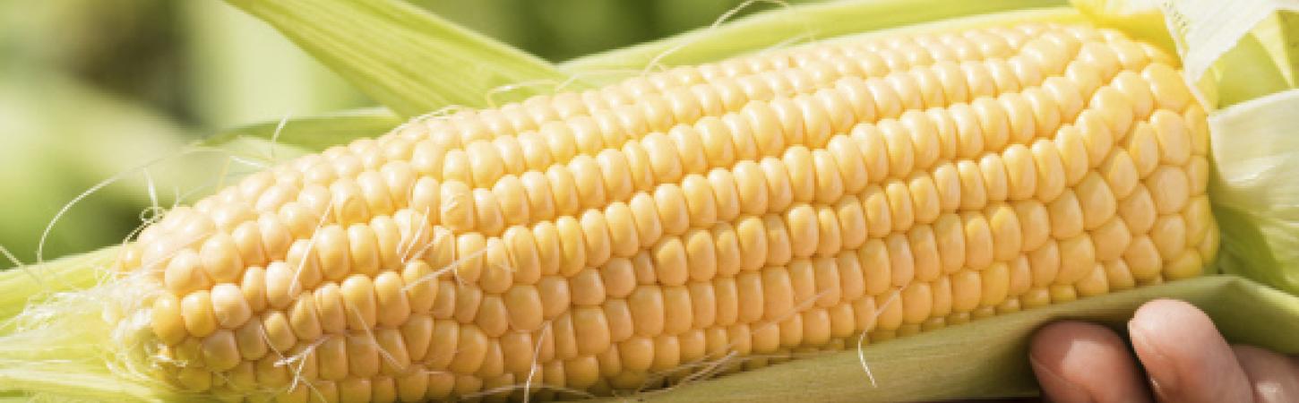 Kukurūzai – natūralus skonis ir universalus ingredientas kasdienai